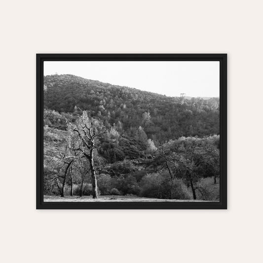 Trees Above The Creek B&W Framed Print