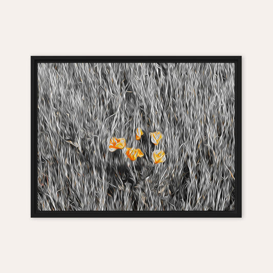 Five Poppies Framed Print