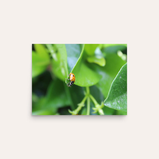A Ladybug's Life Too Photo Paper Poster