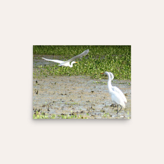 Fly By Photo Paper Poster