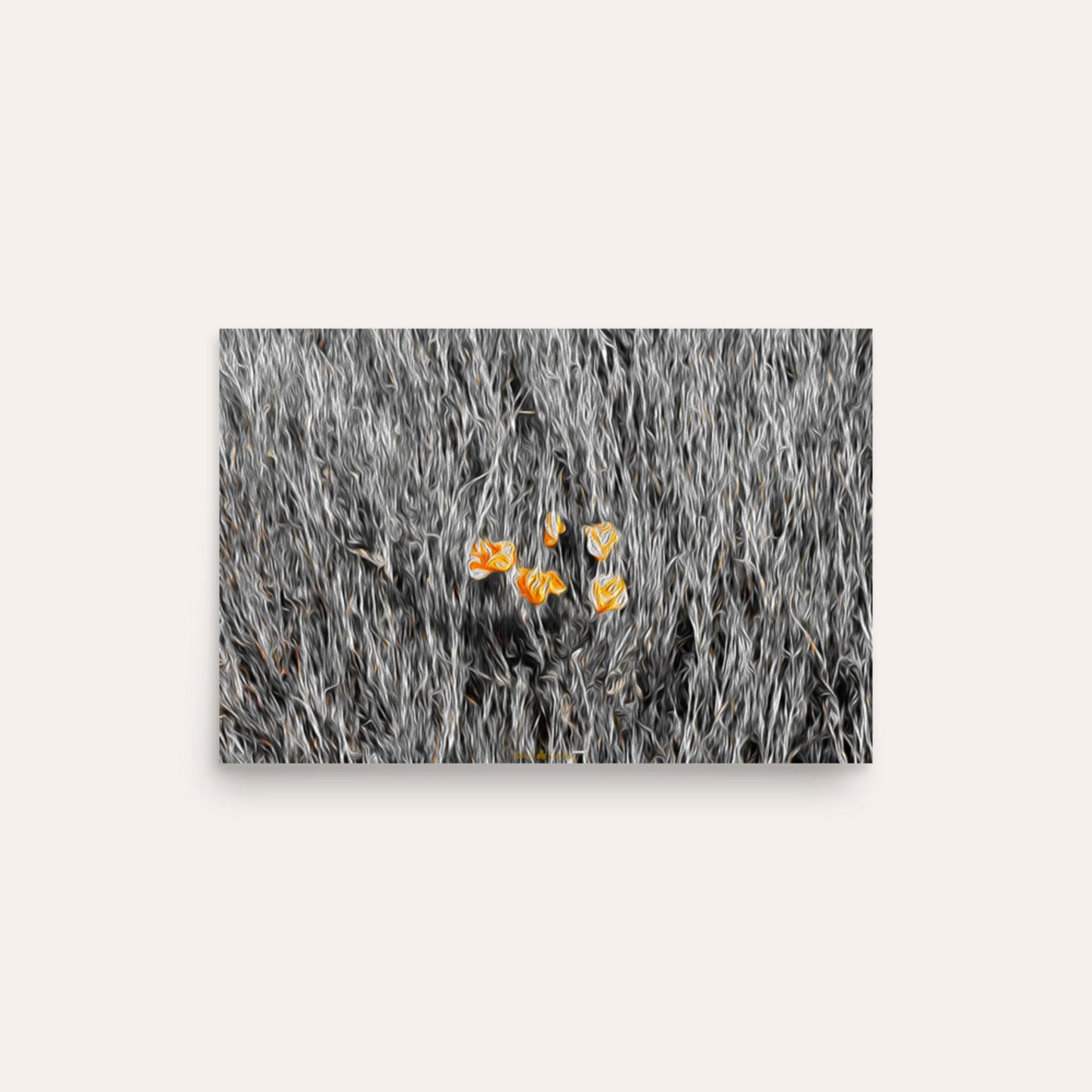 Five Poppies Photo Paper Poster