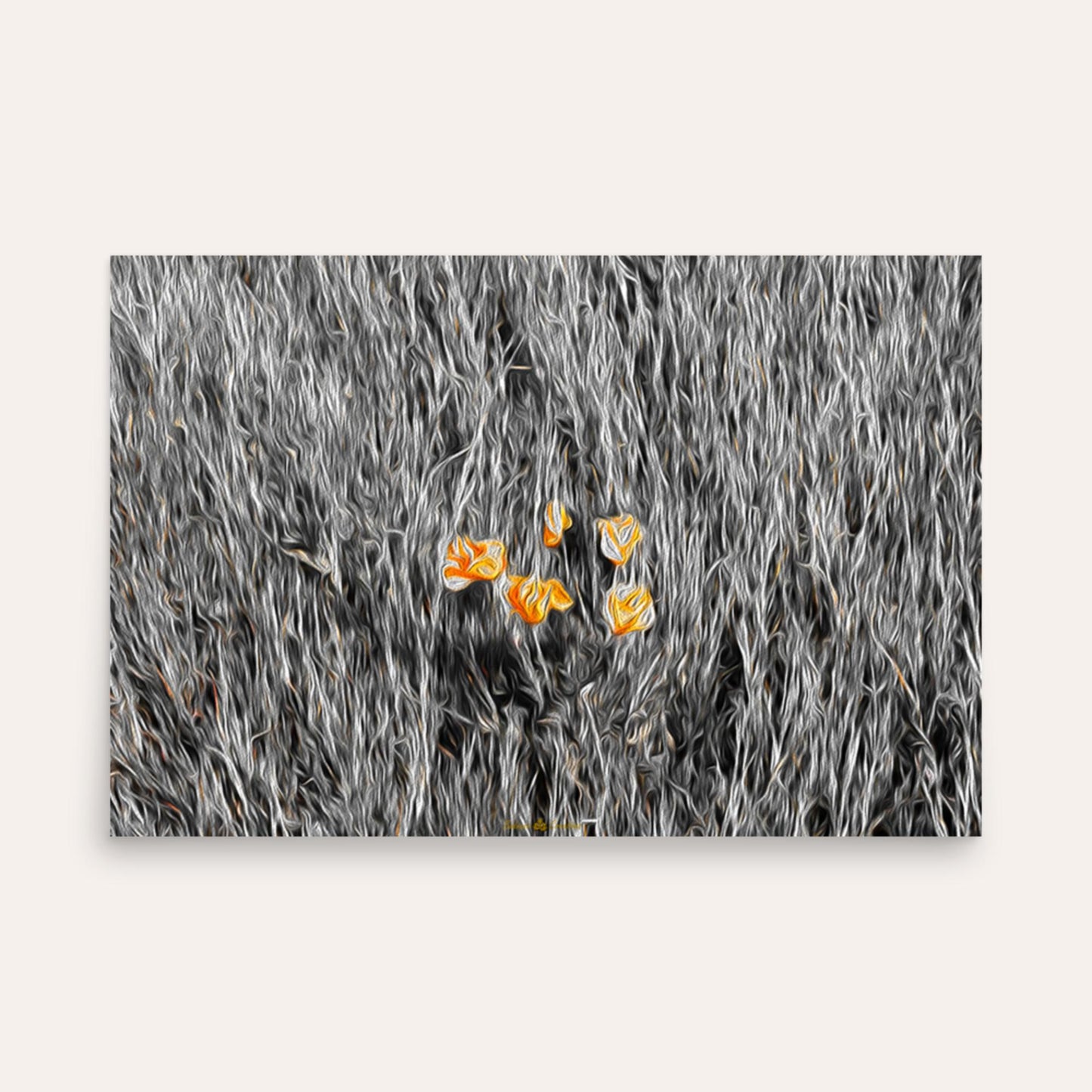 Five Poppies Photo Paper Poster